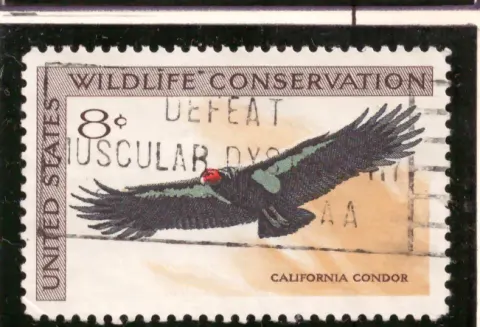 Wildlife Conservation – California condor