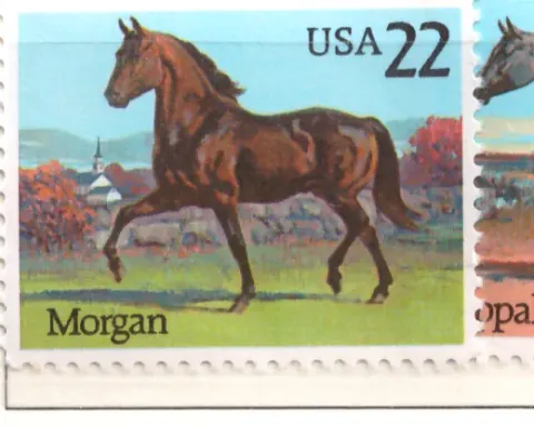 1985 American Horses – Morgan
