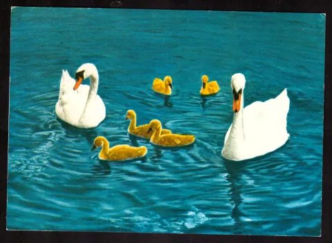 Swan family – “Familienglück”