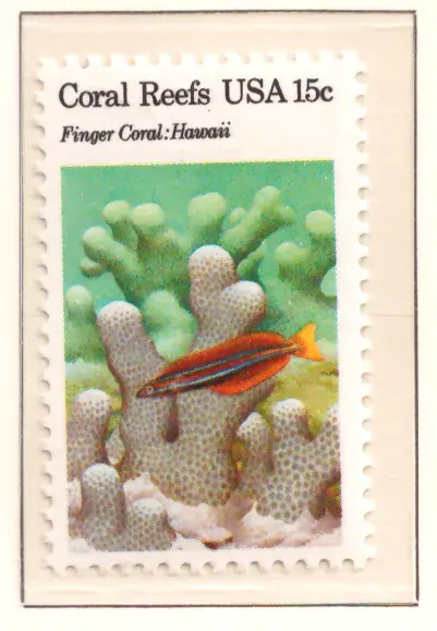 Coral Reefs – Finger Coral, Hawaii