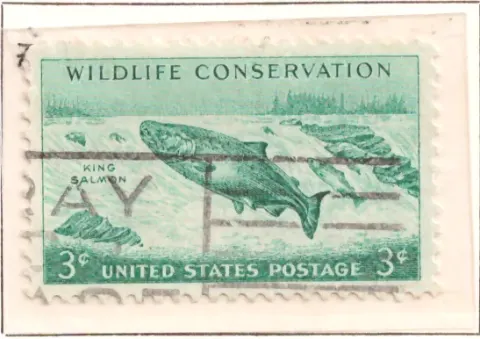 Wildlife Conservation – King Salmon