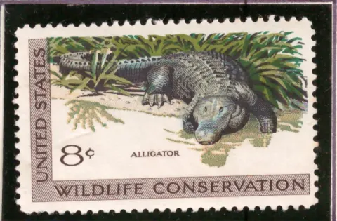 Wildlife Conservation – alligator