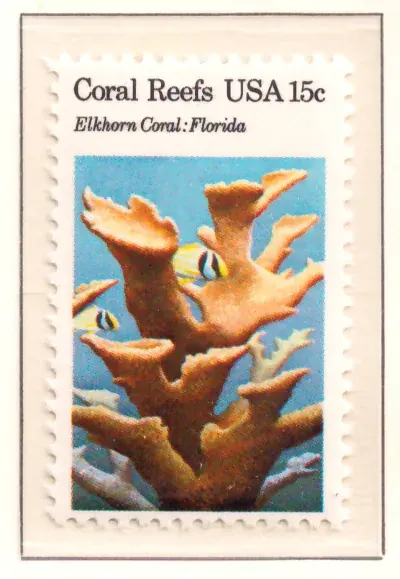 Coral Reefs – Elkhorn Coral, Florida