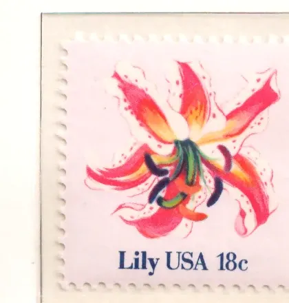 American Flowers — Lily