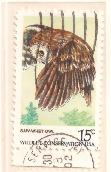 Wildlife Conservation – Saw-whet Owl