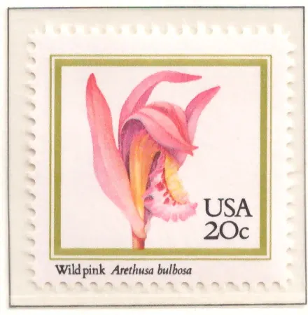 1984 Orchids – Wild Pink