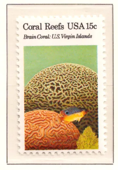 Coral Reefs – Brain Coral, U.S. Virgin Islands