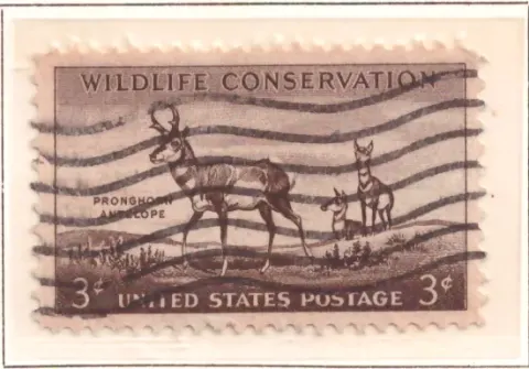 Wildlife Conservation – Pronghorn Antelope
