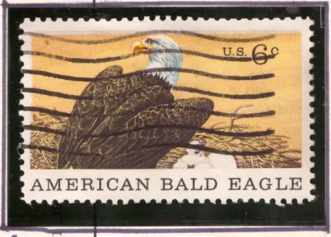 Natural History – American Bald Eagle