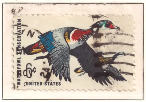 Waterfowl Conservation – Wood Ducks