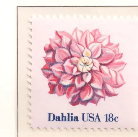 American Flowers — Dahlia