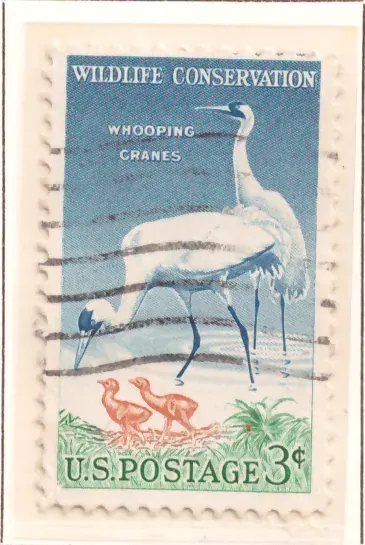 Wildlife Conservation – Whooping Cranes
