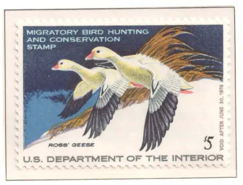 1977 Federal Duck Stamp – Ross' Geese