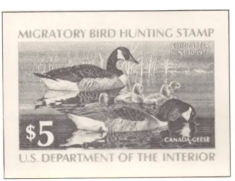 1976 Federal Duck Stamp – Canada Geese