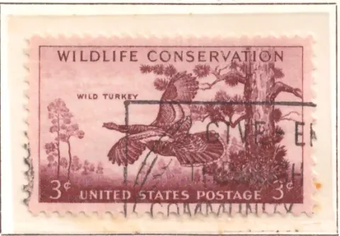 Wildlife Conservation – Wild Turkey