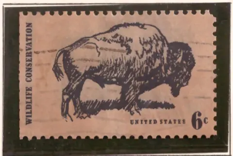 Wildlife Conservation – American Buffalo