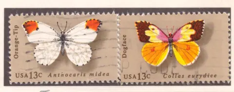 Butterflies – Orangetip and Dogface pair